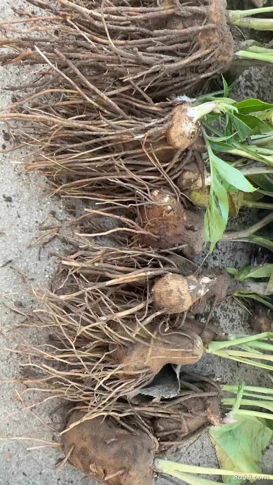 鲜白术
