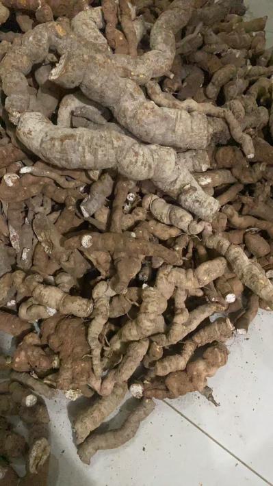 大量粉防己