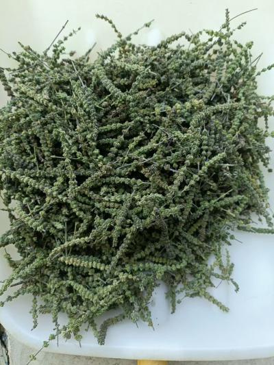 芥穗（手剪穗）