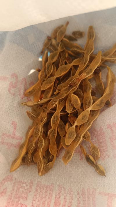 新品槐豆量多质优