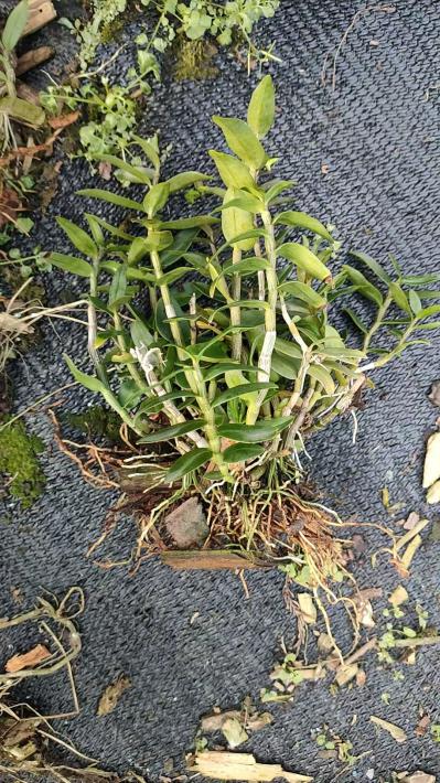 基地直销浙江雁荡山铁皮石斛驯化苗 量大从优