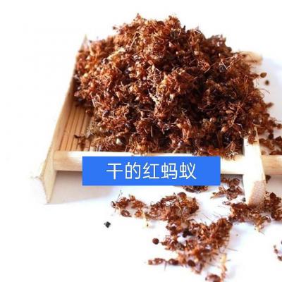 红蚂蚁