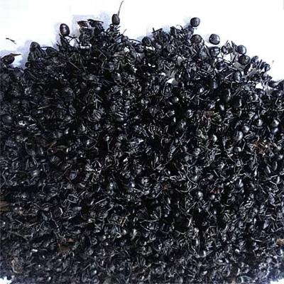 黑蚂蚁