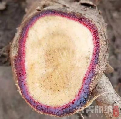 红葛根