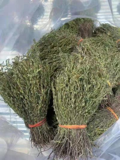 独脚金