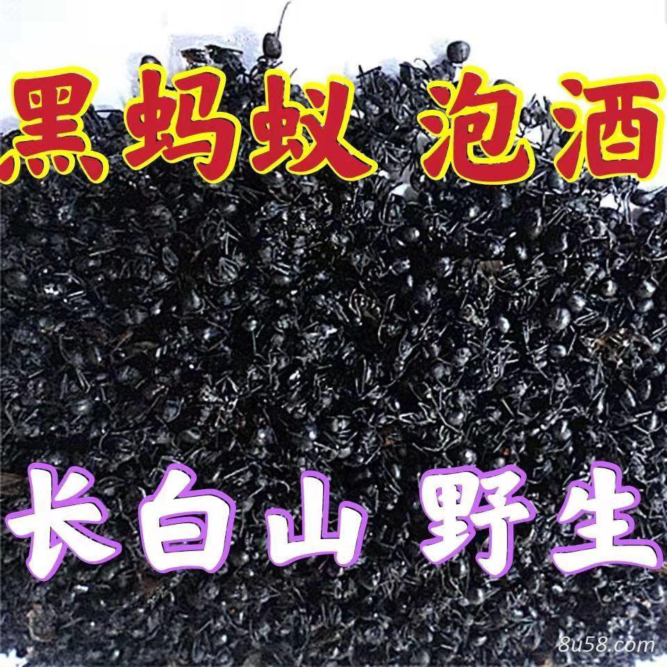 黑蚂蚁