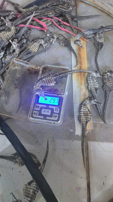 养殖线纹海马干，自家养殖厂的