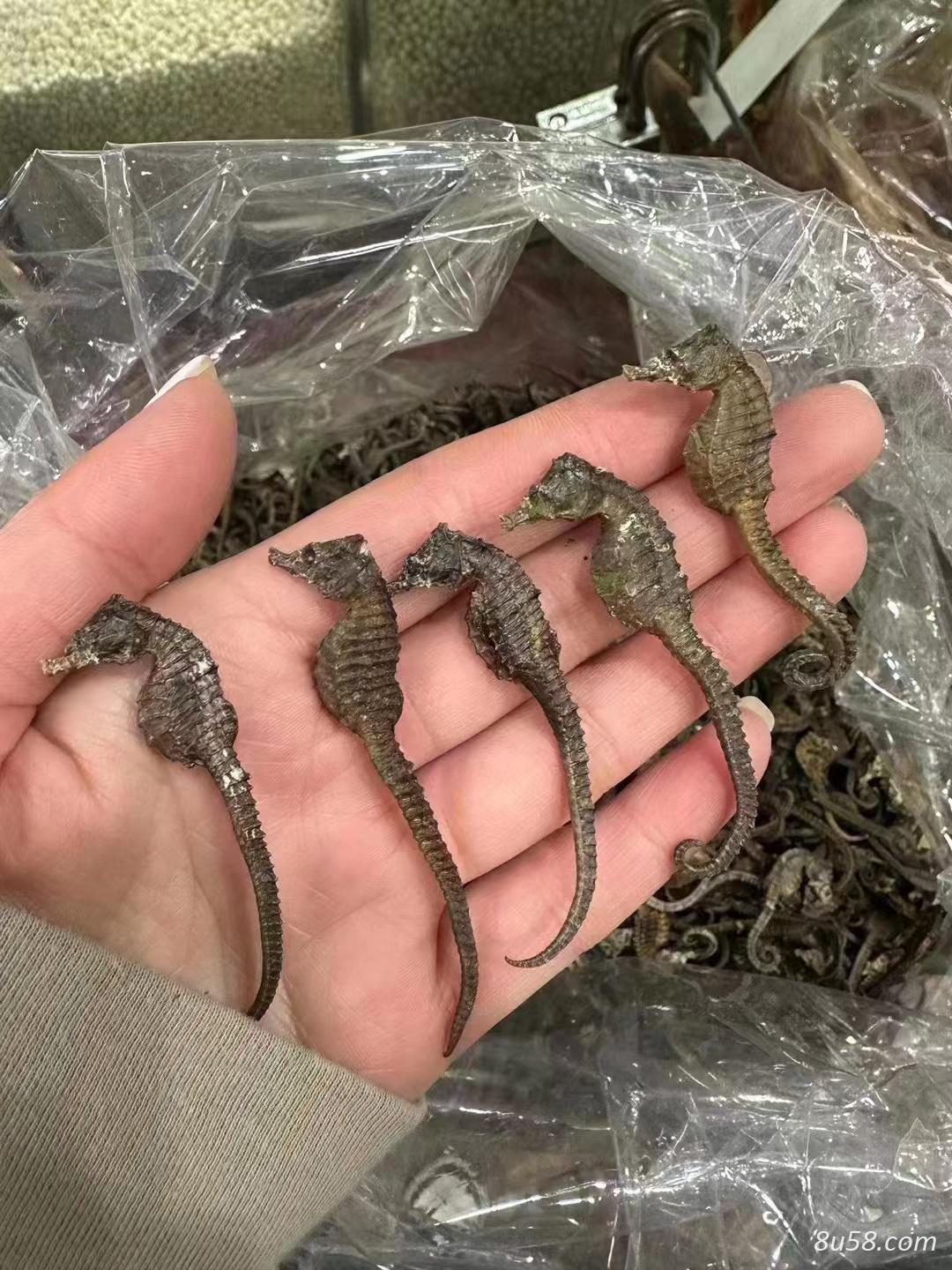 海马
