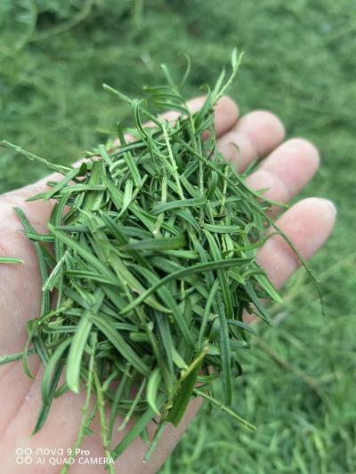红豆杉叶