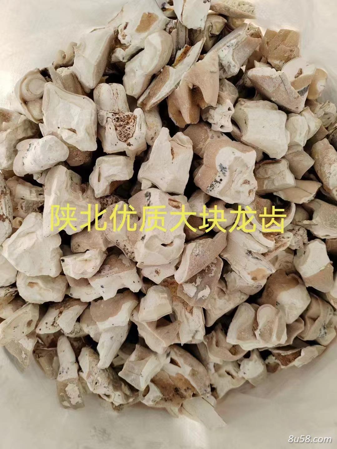 龙齿
