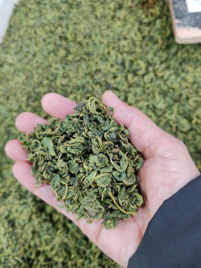 桑叶茶