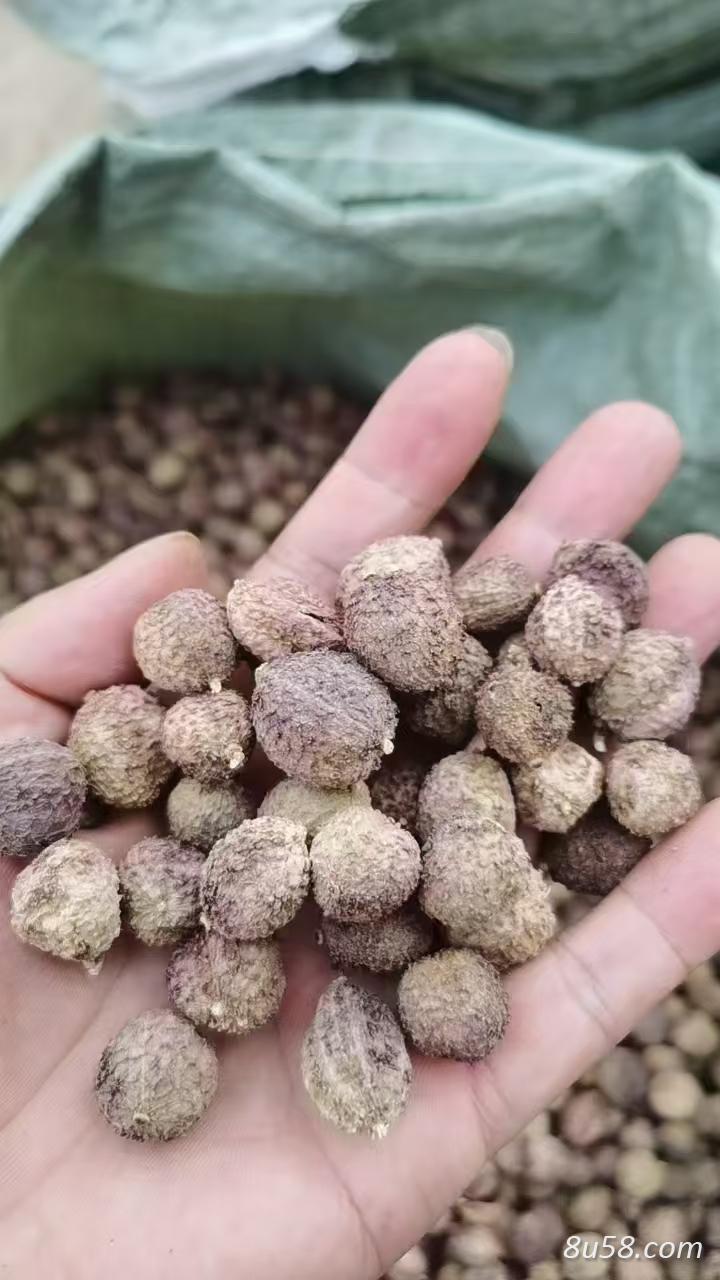 壳砂