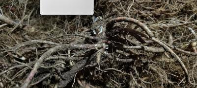 自己家种的百花前胡有意者联系