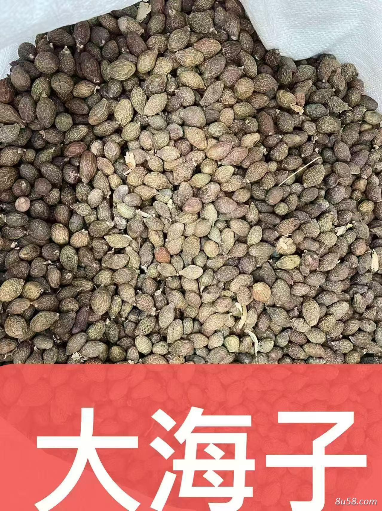 胖大海