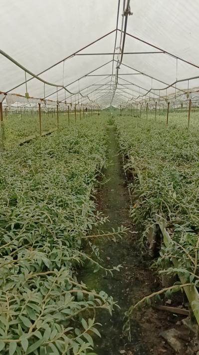 芒市铁皮石斛米斛鲜条干条切片超微粉