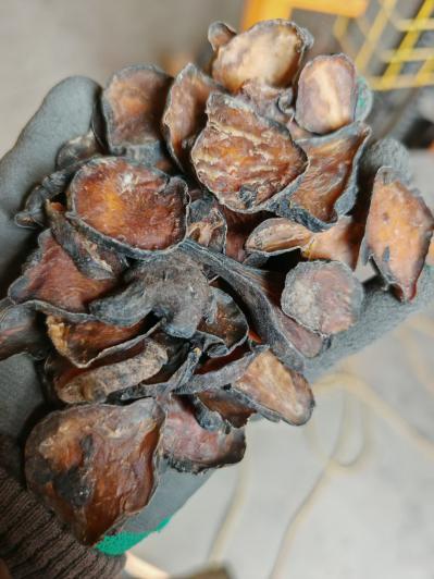 黑附子