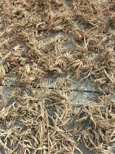 长年大量供应福建本地紫花大蓟水洗全干货
