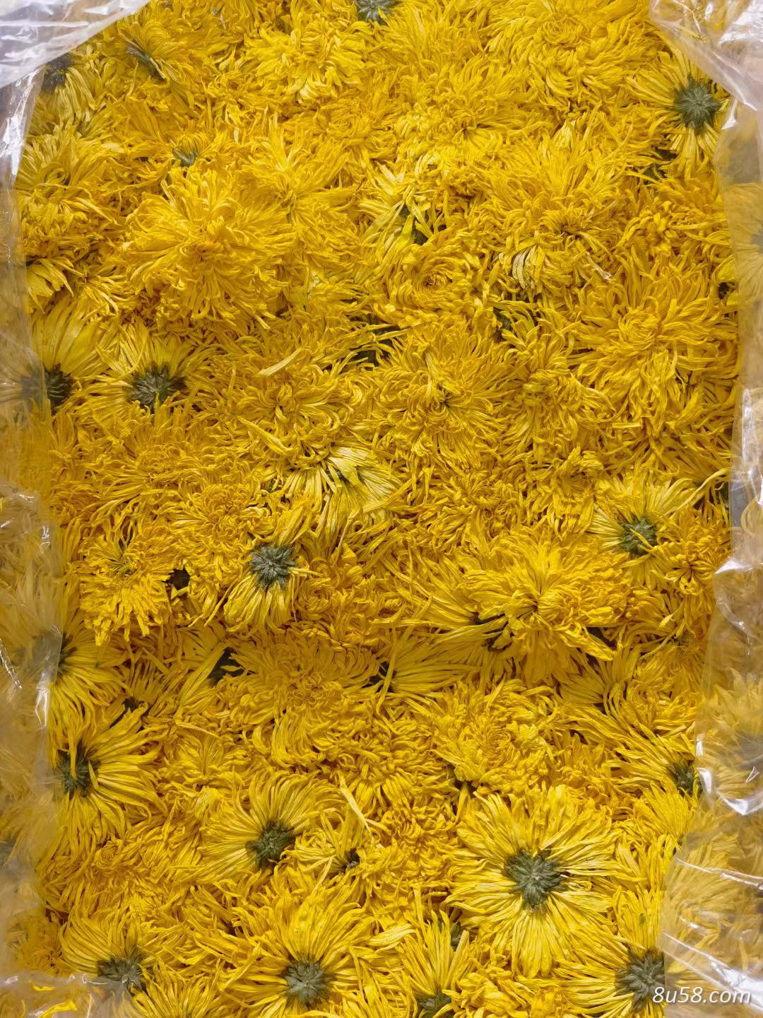 金丝皇菊