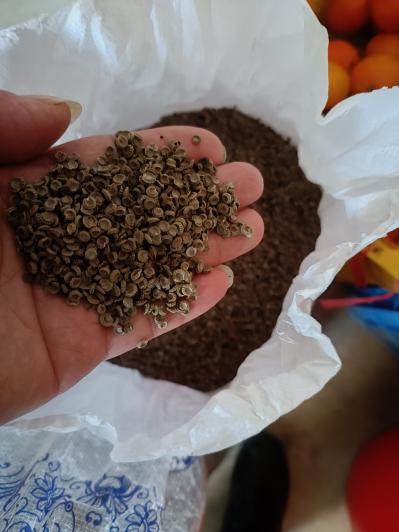 新种子粉防己种子