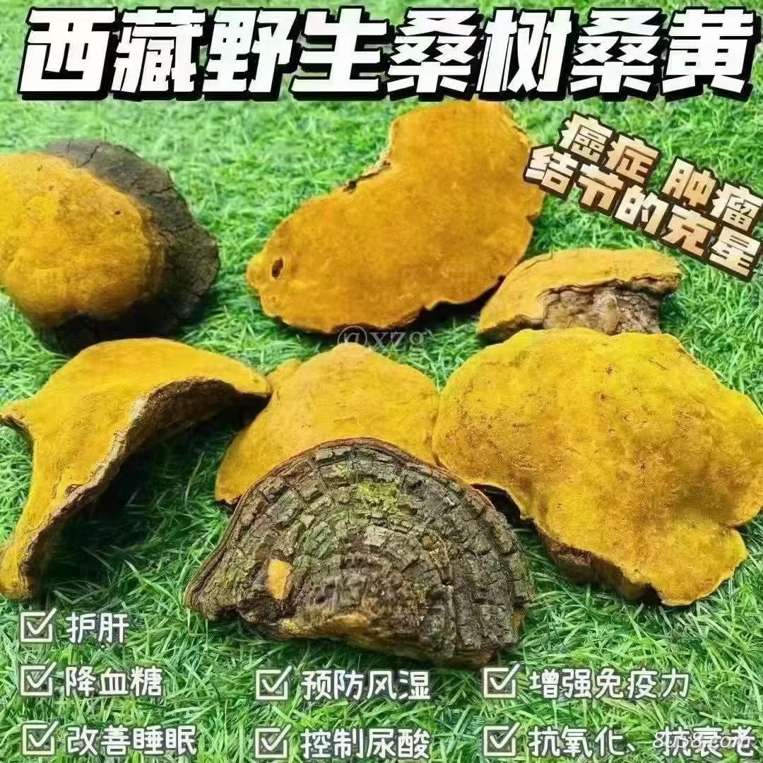 桑黄