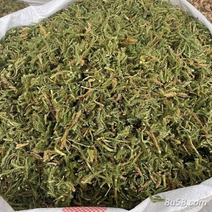 伸筋草