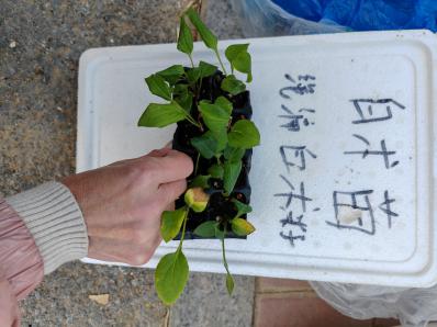 白术秧苗： 白术秧苗多少钱一棵？正宗的白术秧苗在哪里？它的价格能不能便宜？一亩地用多少棵？