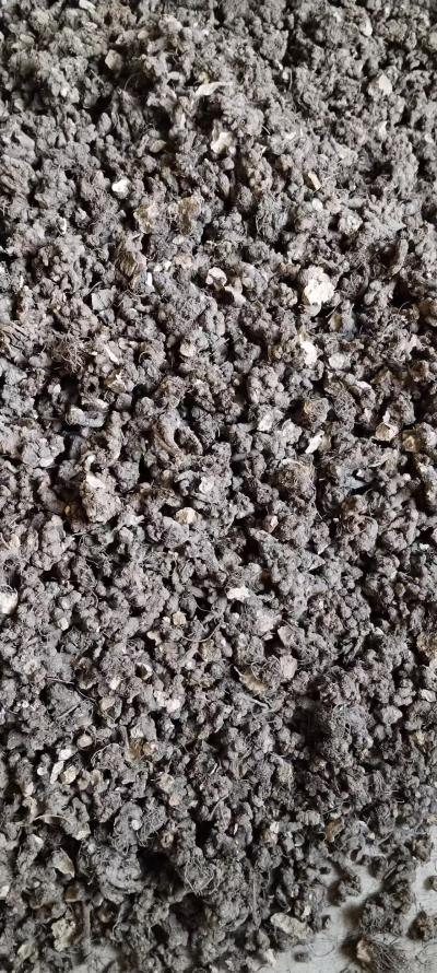 南苍术