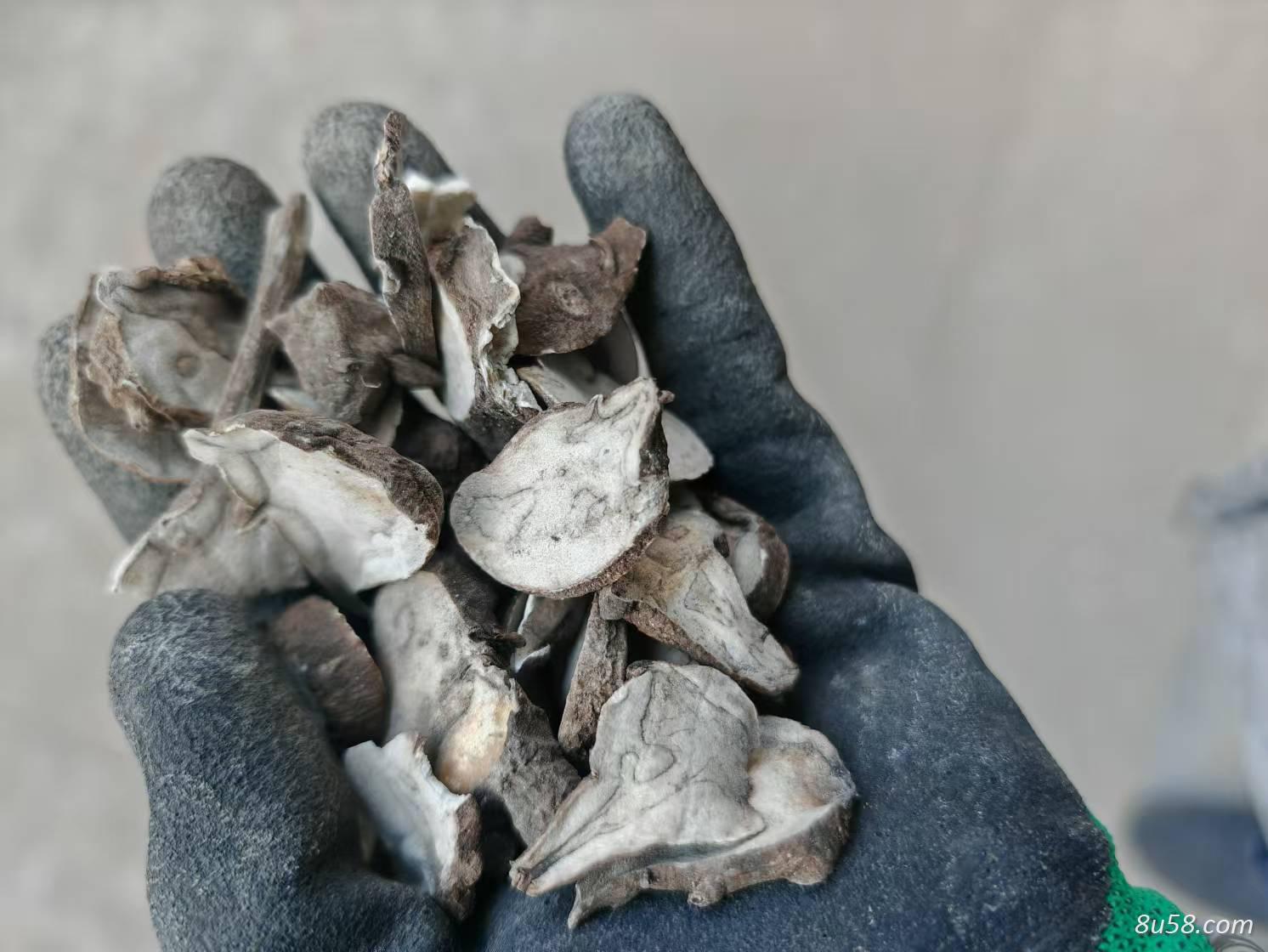 生附片