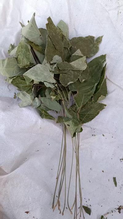 专供甘肃正宗淫羊藿