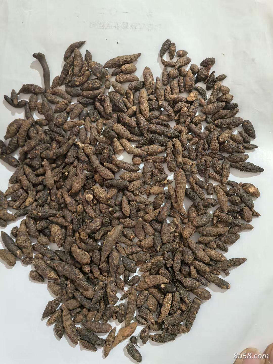 香附
