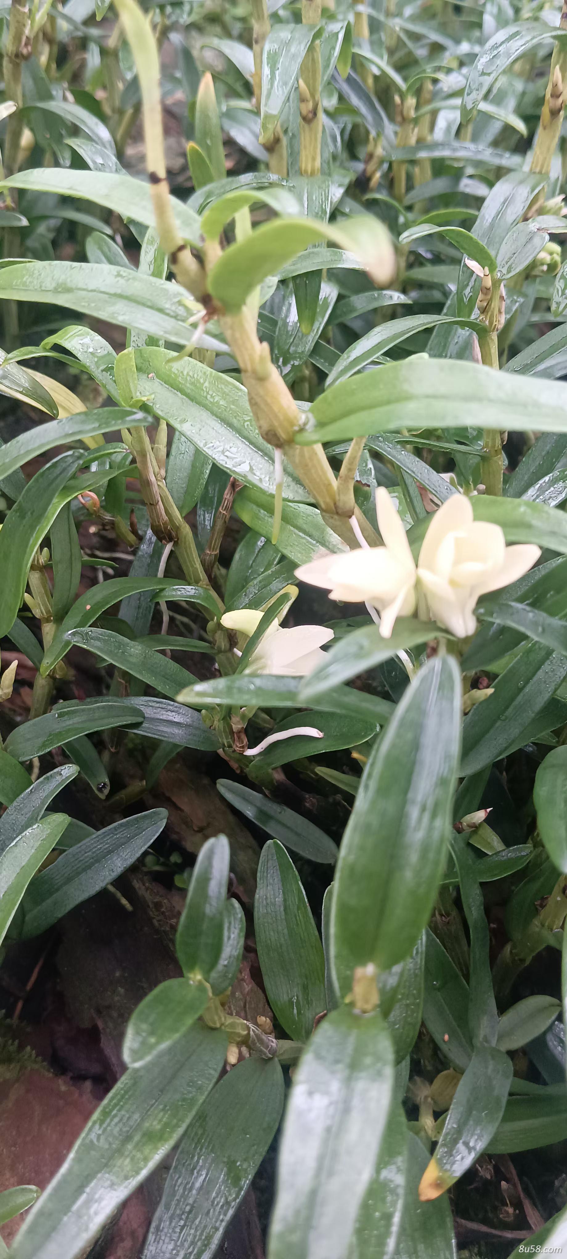 石斛 石斛
