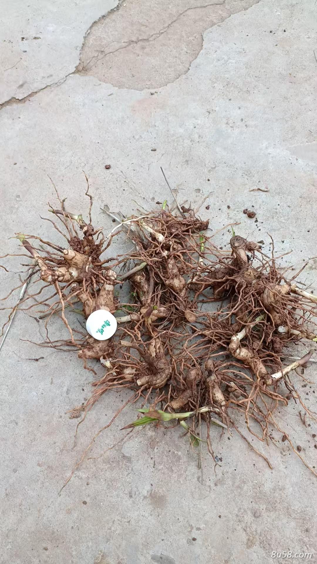 紫花三叉大白芨种苗