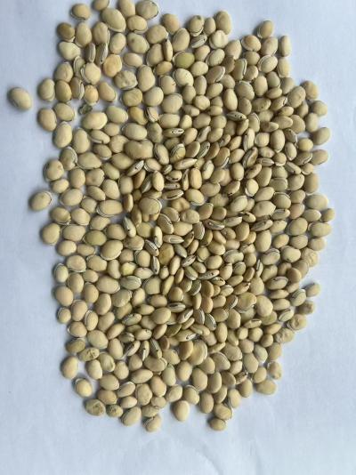 云南道地白扁豆大量现货出售