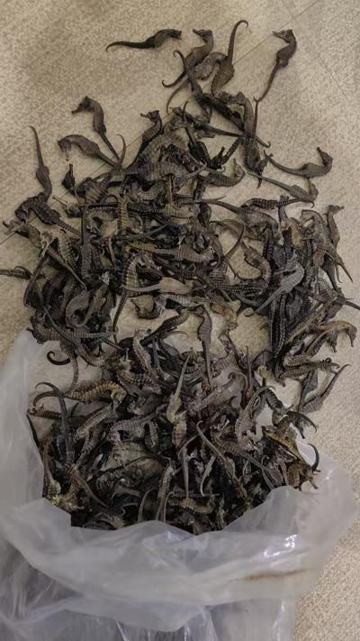 长期供应各种规格的海马干品