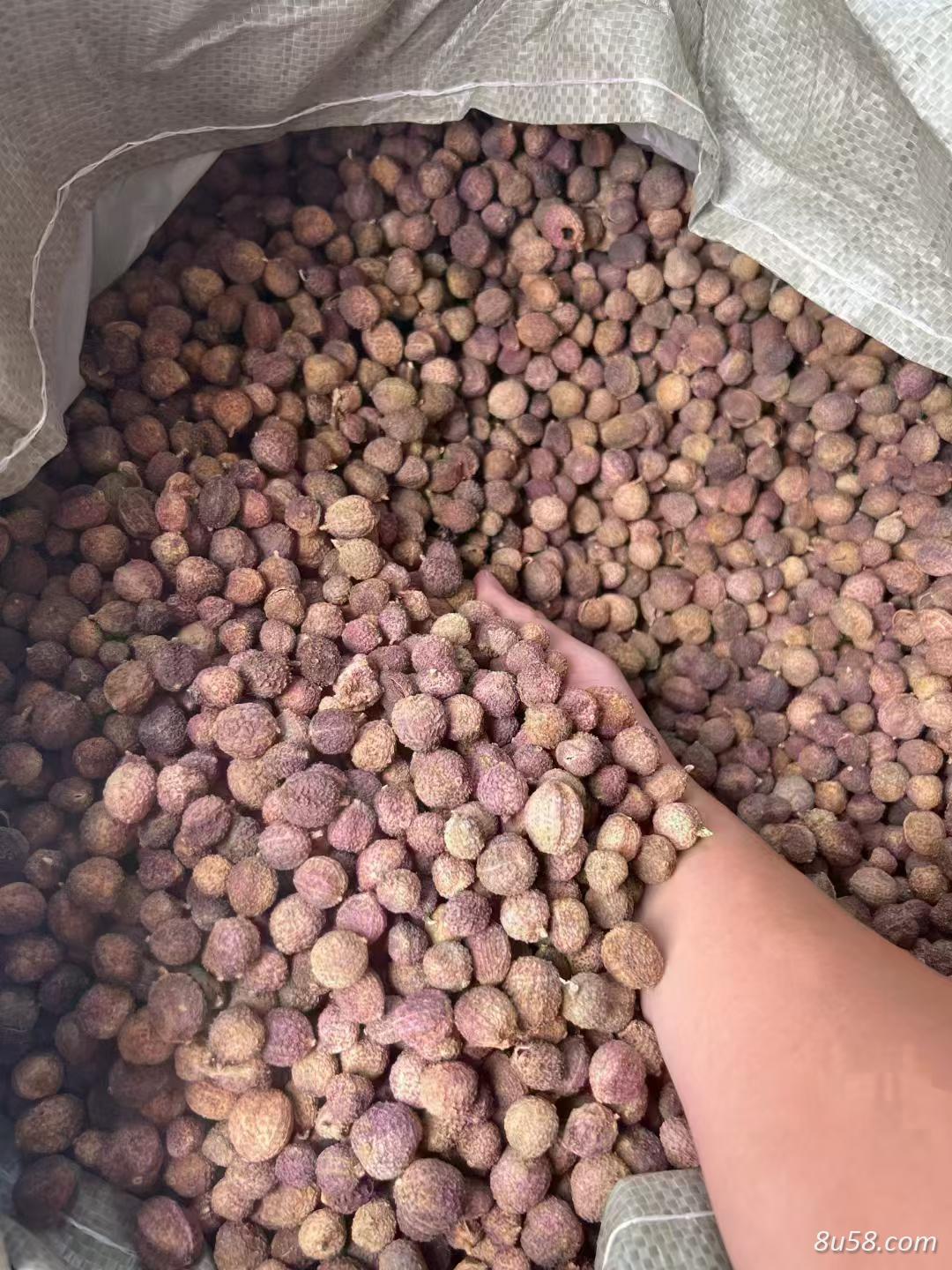 阳春砂