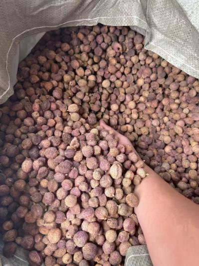 阳春砂