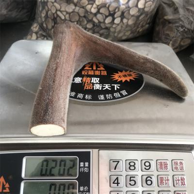 梅花鹿茸二杠