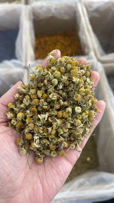 洋甘菊