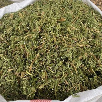 伸筋草