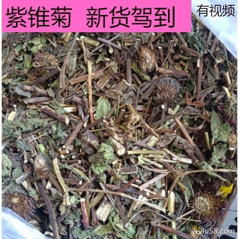 紫锥菊