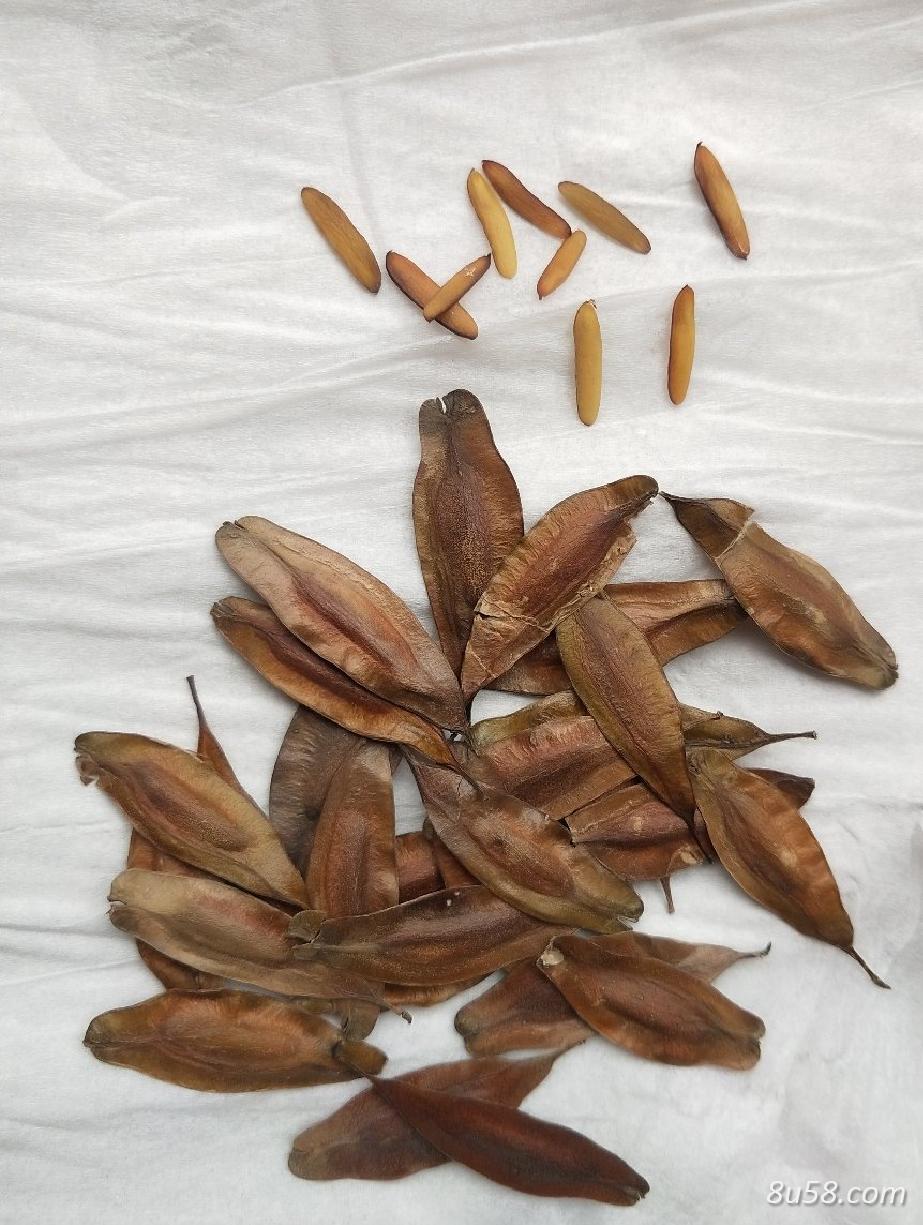 新产杜仲种子3000公斤,当年纯新籽一级良种,育苗专用品种,发芽率高,基地自产自销,品质可靠,诚信至上。提供种子处理及播种育苗技术,1~4年生杜仲树苗可供50万 新产杜仲种子3000公斤,当年纯新籽一级良种,育苗专用品种,发芽率高,基地自产自销,品质可靠,诚信至上。提供种子处理及播种育苗技术,1~4年生杜仲树苗可供50万