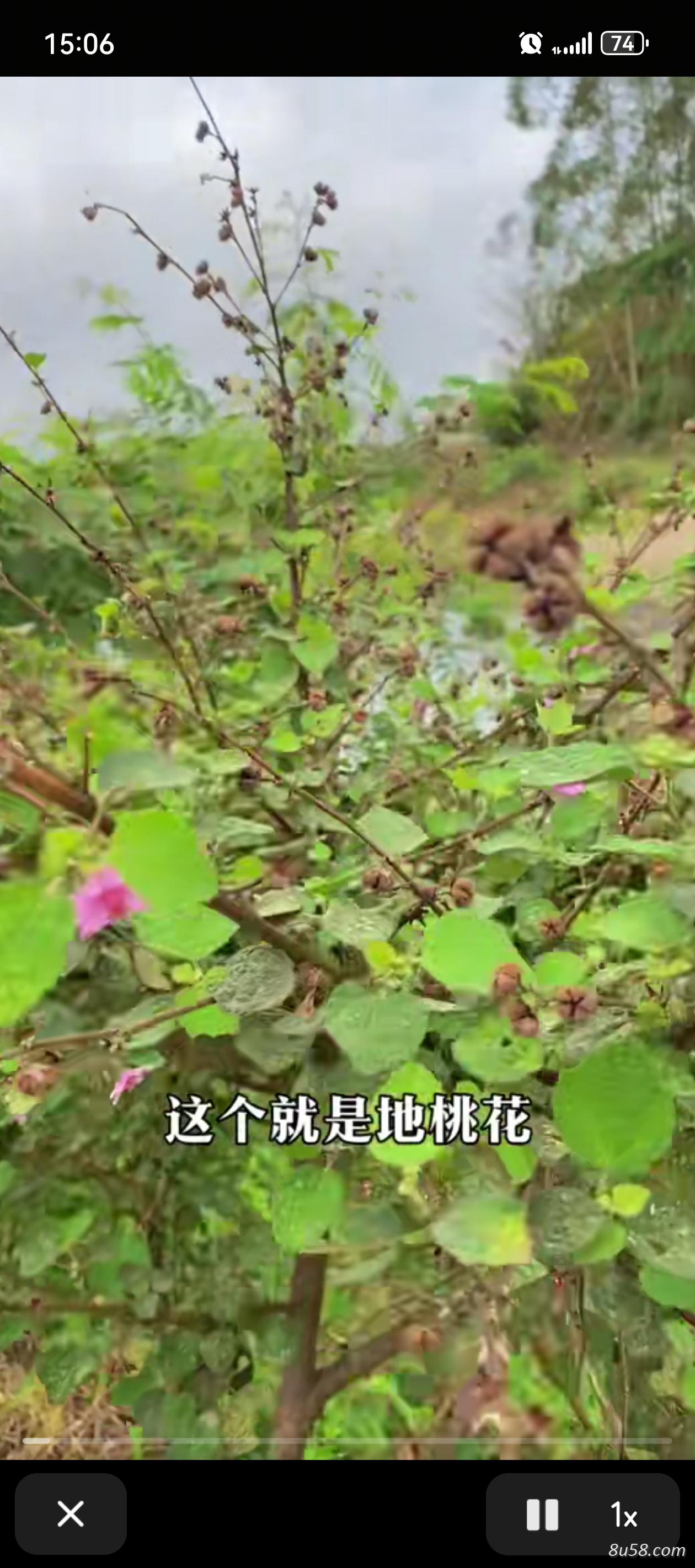 长期出售地头花供应以及各种野生药材