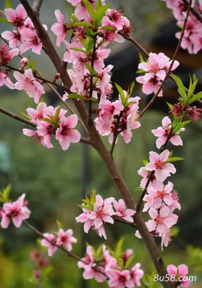 山东 临沂 蒙阴蜜桃基地 供应新鲜桃花
