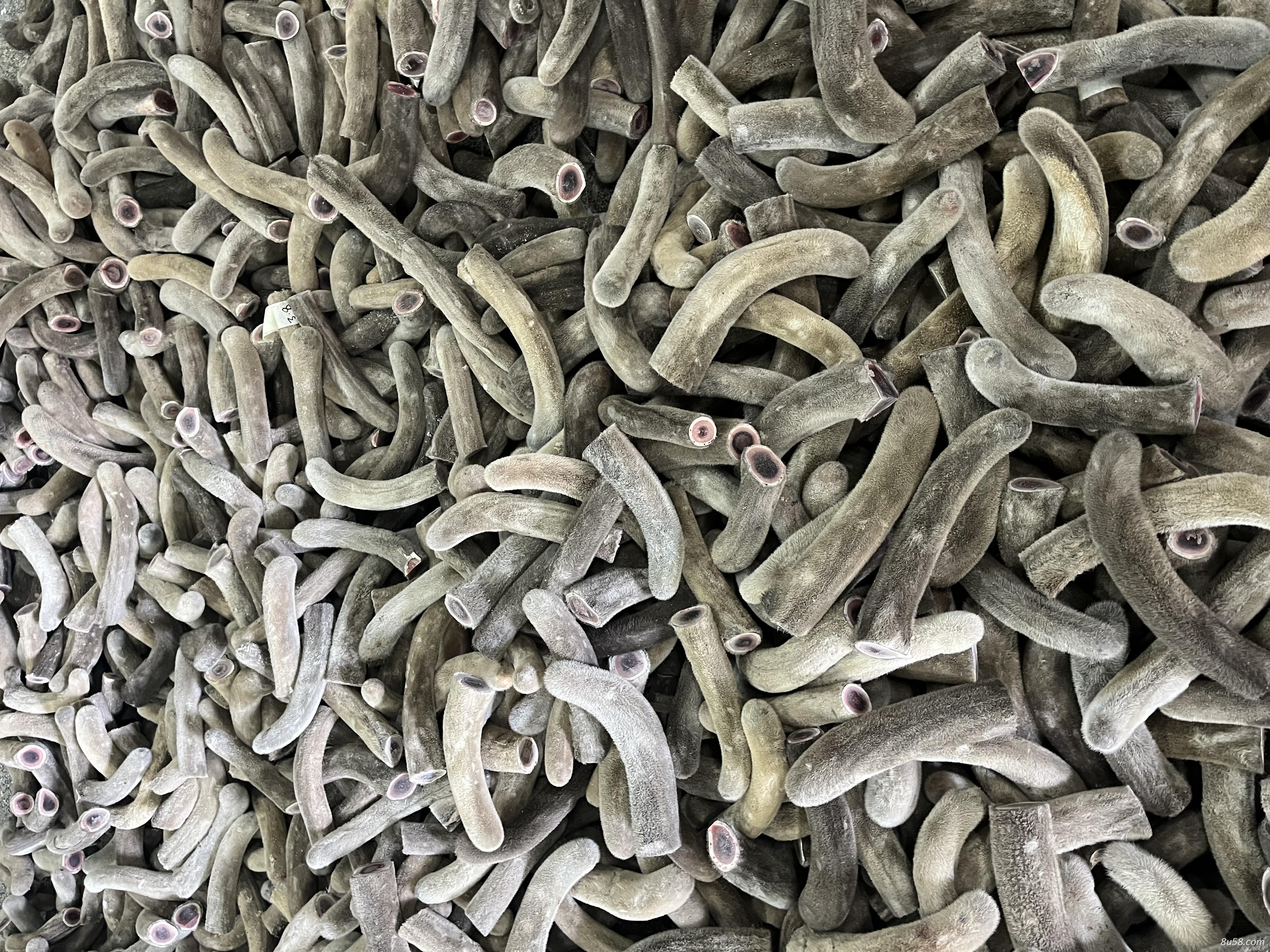 鲜鹿茸