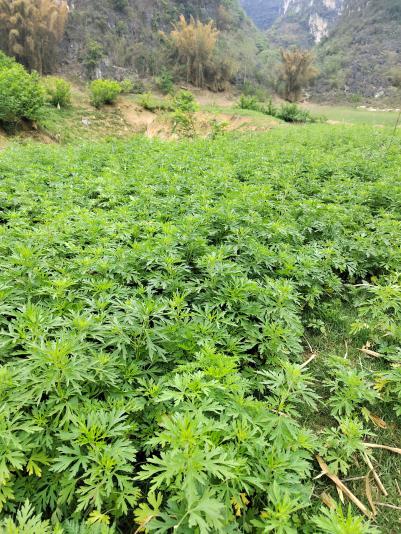 新鲜野生益母草
