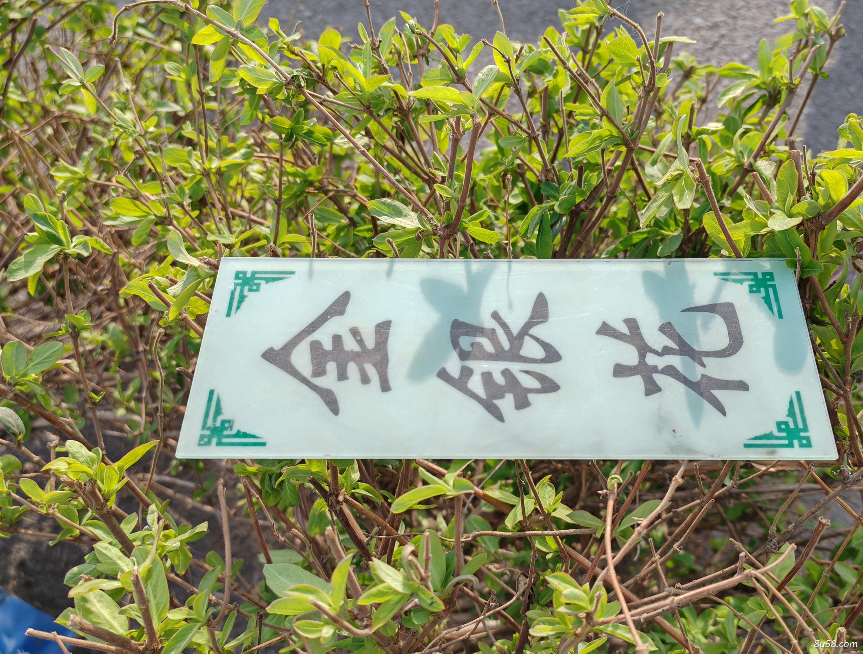 金银花秧
