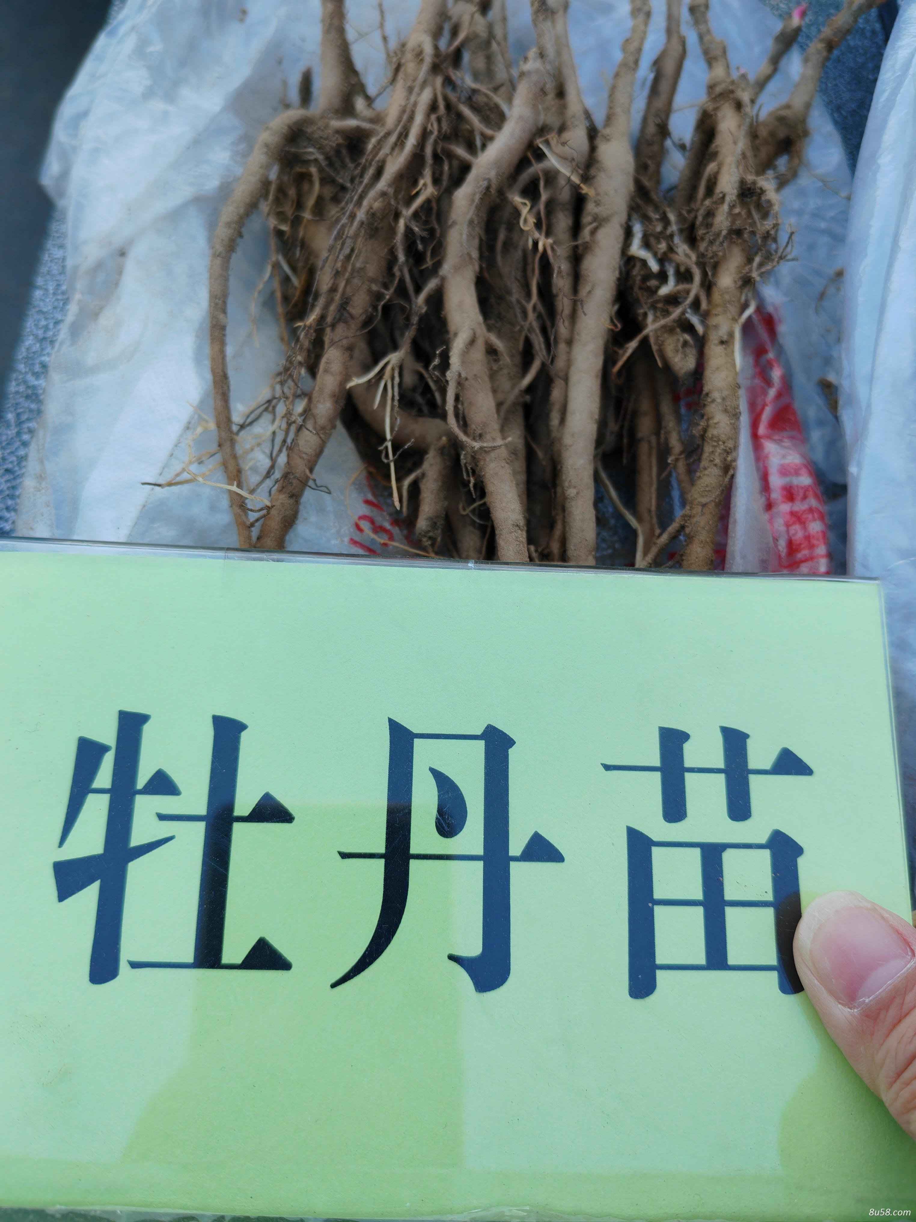 牡丹苗