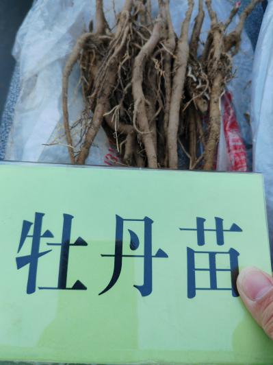 牡丹苗
