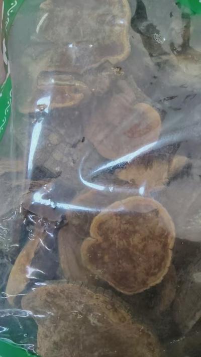 红豆杉