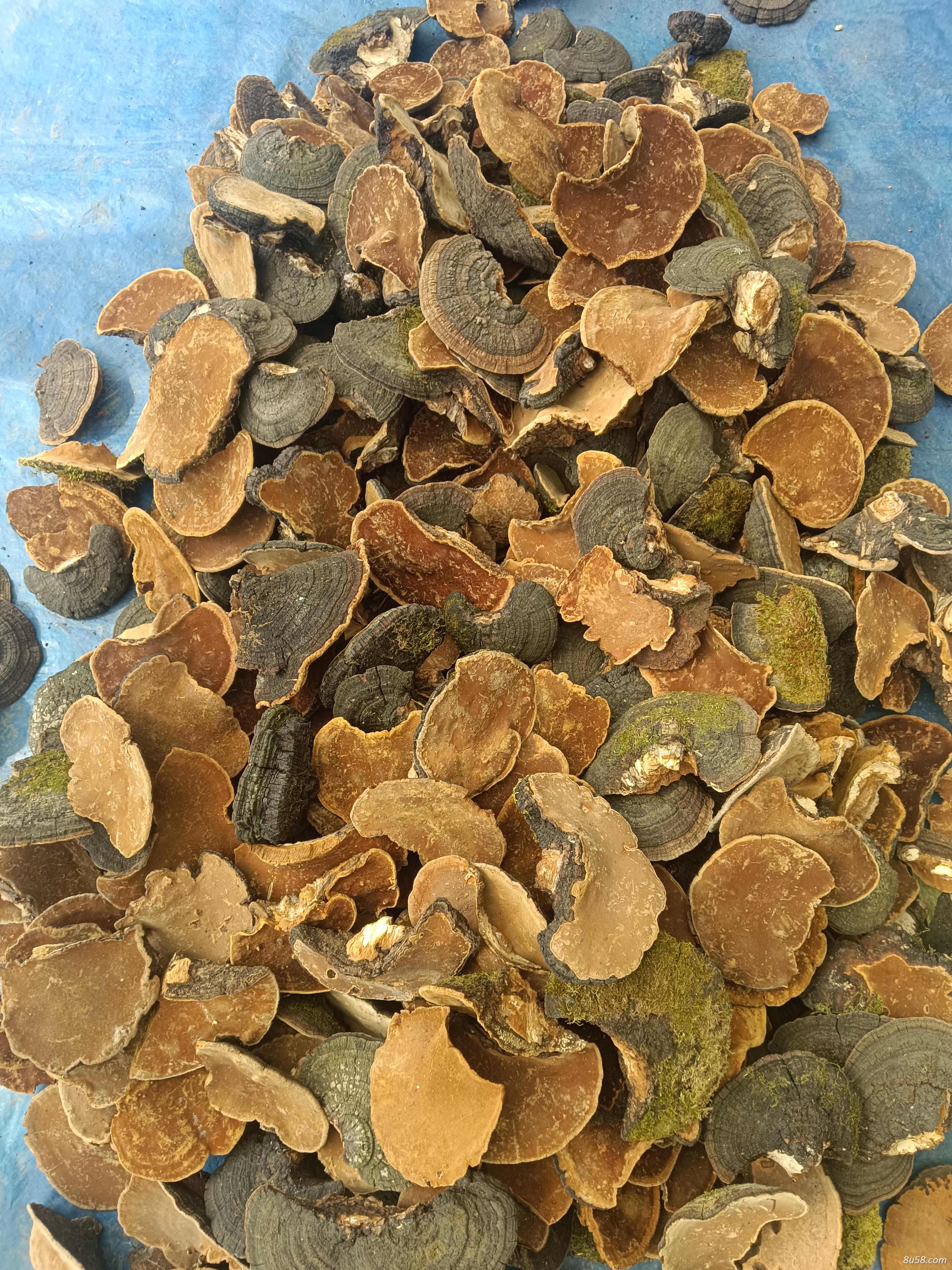 东北暴马桑黄